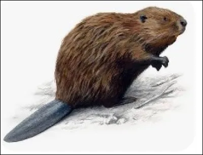 Combien mesure la queue d'un castor ?