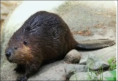 À quoi servent les dents d'un castor ?