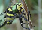 Test Quelle libellule es-tu ?