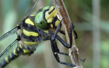 Quiz Test de personnalit