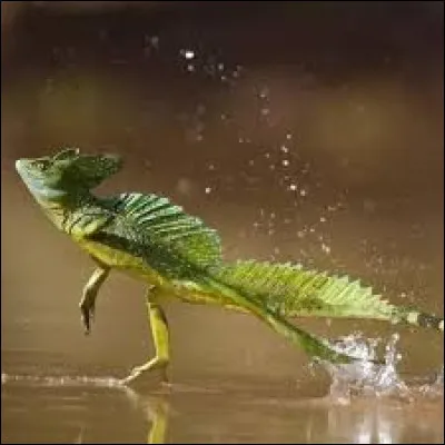 Court-il réellement sur l'eau ?