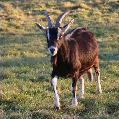 Lune Claire est-elle douée pour chasser ?