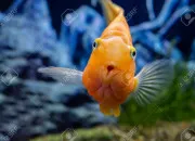 Quiz Vieux franais (121)