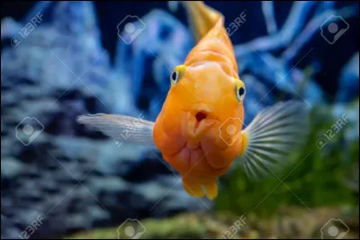 Un domicelle était une espèce de...