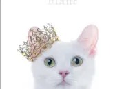 Test Devrais-tu plutt avoir un chat, un chien ou les deux ?