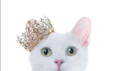 Quiz Test de personnalit