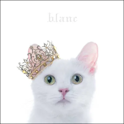 Qu'aimes-tu le plus chez une personne ou un animal ?