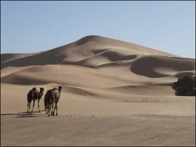 Quel désert couvre une grande partie du sud tunisien ?