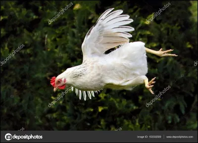 Quel est le record du plus long vol dun poulet documenté ?