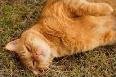 Quel cycle parle de Tonnerre ?