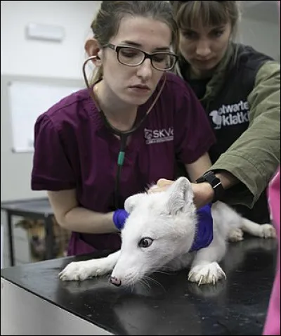 Quelle est l'intruse ?