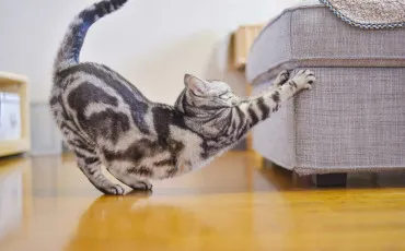 Quiz Littrature, posie