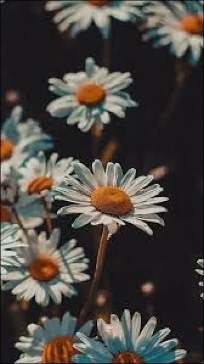 Cest le week-end ! Quest-ce que tu préfères faire ?