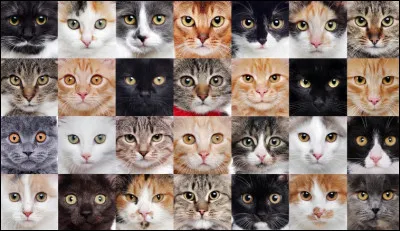 Quel pelage voudrais-tu que ta mère ait ?