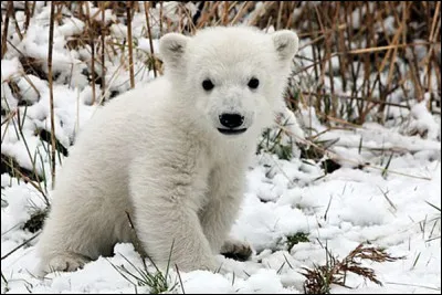 Lequel de ces animaux devient blanc en hiver et porte le nom de lagopède ?