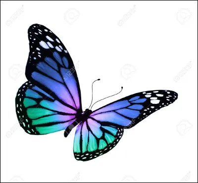 Tu vois un dragon de couleur orange passer devant toi, trop concentré à essayer dattraper un papillon pour te voir. Que fais-tu ?