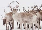 Quiz Les 9 rennes du pre Nol