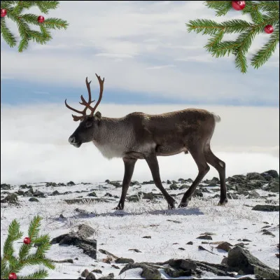 Comment sappelle le renne le plus rapide ?