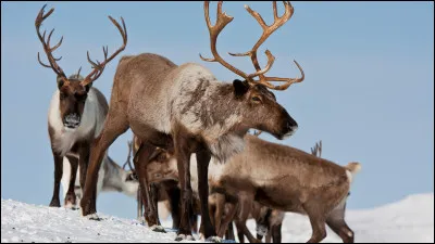 Il y en a un autre qui est puissant, lequel ?