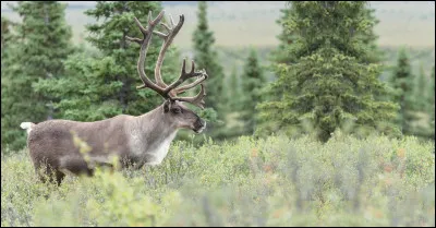 Comment sappelle le troisième renne qui est fort ?
