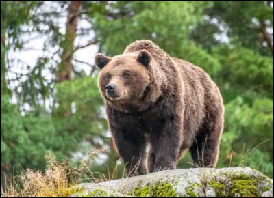 D'où le grizzli est-il originaire ?