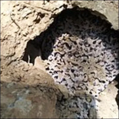 Quel insecte, dont on connaît environ 280 genres et plus de 2500 espèces, est un animal social qui construit des nids en terre mâchée ?