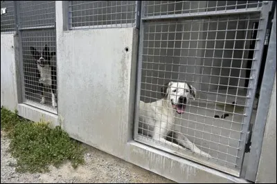 Comment se nomme un abri pour chiens ?