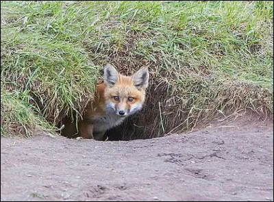 Le renard habite dans un...