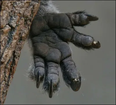 A quel animal appartient cette patte ?