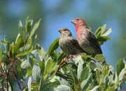 Test Quel est ton familier