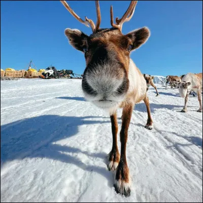 Qu'est-ce qui est le plus important à Noël pour toi ?