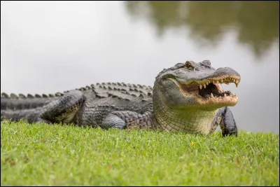 Alligator : quel est le seul endroit o&ugrave; peuvent cohabiter les alligators et les crocodiles ?