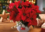 Quiz Des fleurs pour �gayer l'hiver !