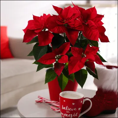 Quel autre nom est celui de l'&eacute;toile de No&euml;l qui habille son feuillage d'une couleur, le plus souvent rouge vif ?