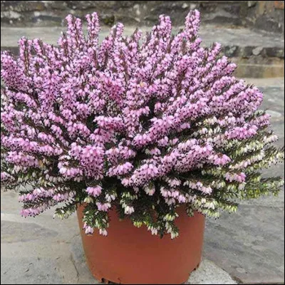 Celle-ci se plaira tant dans le jardin qu'&agrave; l'int&eacute;rieur !