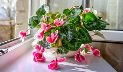 Ce beau bouquet &eacute;gayera votre int&eacute;rieur, par tous les temps !