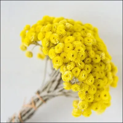 Elles respirent la Provence, et sont originaires du pourtour m&eacute;diterran&eacute;en : Comment les nomme-t-on ?