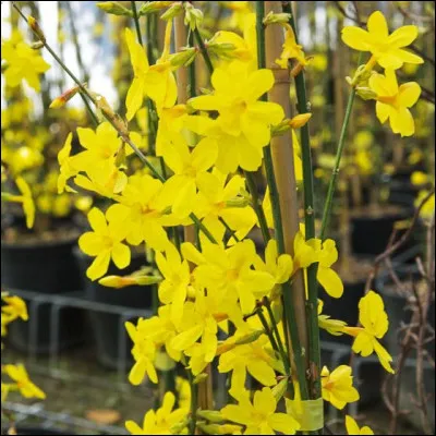 Et voici de quoi fleurir votre jardin avec une plante aux couleurs chaudes qui supporte de tr&egrave;s basses temp&eacute;ratures !