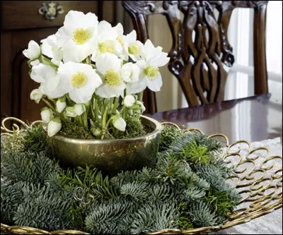 Ces fleurs d'un blanc immacul&eacute;, ne sont-elles pas sublimes de fra&icirc;cheur ?