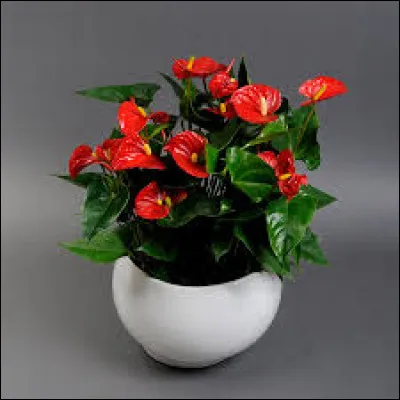 Voici une plante qui enchantera votre salon !