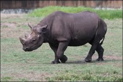 Où vit le rhinocéros noir à l'état sauvage ?