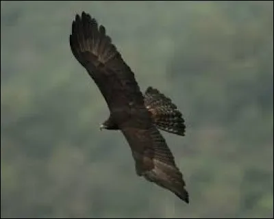 Quel oiseau "noir" est le titre d'une chanson de Barbara ?
