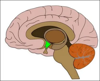 Quelle partie du corps humain stimule le sommeil ?