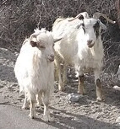 L'indemnité brute mensuelle d'un maire d'une ville de 3 500 à 9 999 habitants est de...