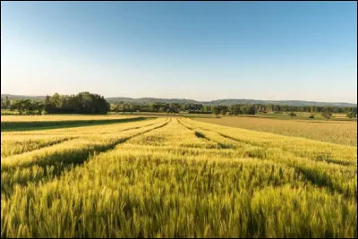 Qu'est-ce qu'une frottole ?