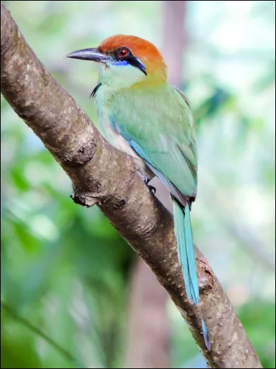 Quel animal est originaire de Cuba ?