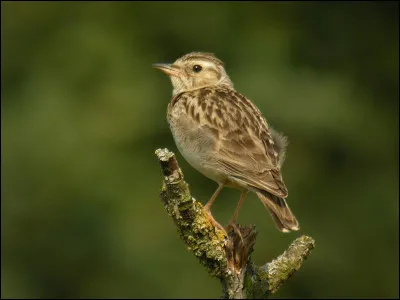 Alouette : comme &eacute;tait-elle dans la comptine ?