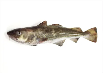 Les morues et les cabillauds sont les mêmes poissons.