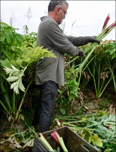 L'angélique est aussi appelée "herbe aux anges".