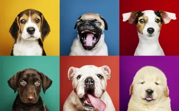 Quiz Test de personnalit